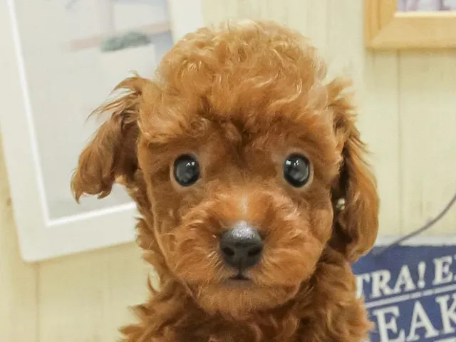 静岡県のトイプードル(トイ) (ペッツワン沼津店/2025年3月7日生まれ/男の子/レッド)の子犬